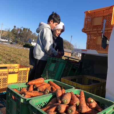 妙義山の麓 春のにんじん 2kg F21E-195