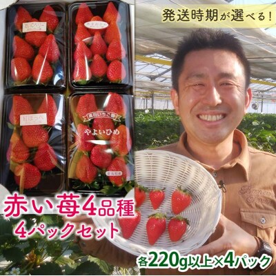 自宅でいちご狩りセット＜赤い苺4品種＞【2026年1月4日～3月31日発送】 F21E-250