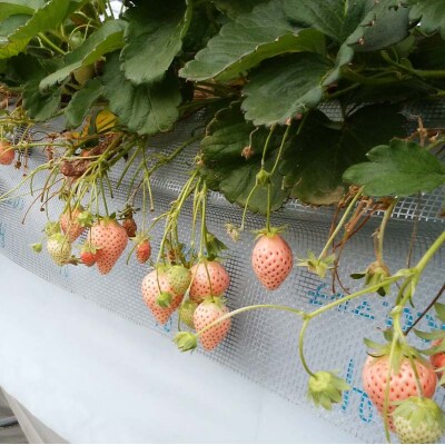 群馬県産いちごセット ＜やよいひめ・淡雪＞【2026年3月1日～5月15日発送】 F21E-516