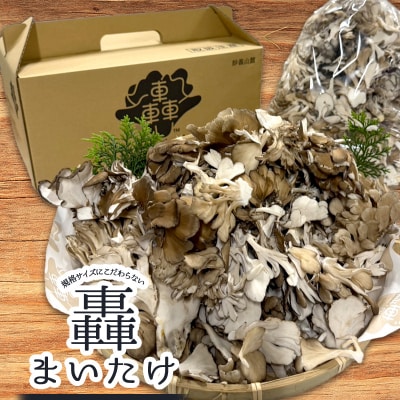 規格サイズにこだわらない轟まいたけ ほぐし 1kg きのこ キノコ 野菜 食品 F21E-531