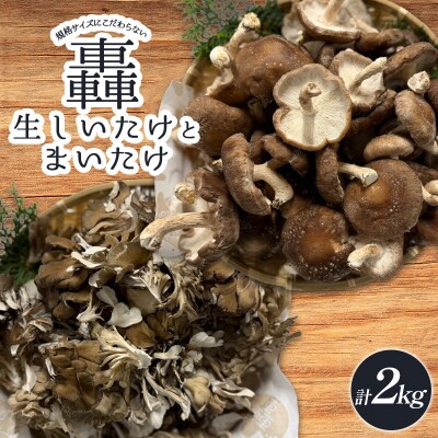 規格サイズにこだわらない轟生しいたけ 1kg と轟まいたけ ほぐし 1kg F21E-532