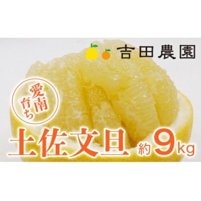 【先行予約】数量限定 土佐文旦 約9kg 吉田農園 愛南町 愛媛県