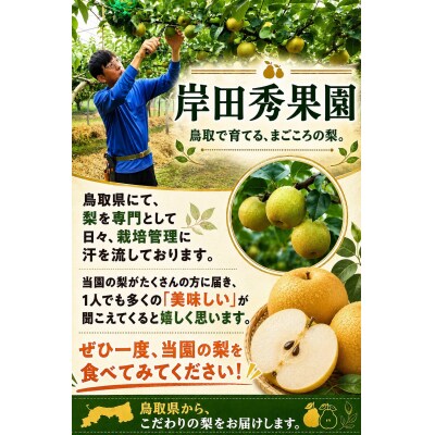 岸田秀果園 新興梨 進物3kg