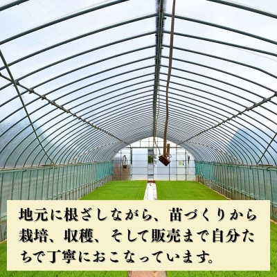 【先行予約】令和8年産 コシヒカリ 精米 10kg 石川県 小松市 こしひかり お米 白米 元田農産