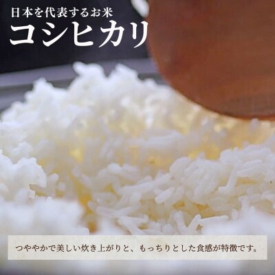 【先行予約】【3ヶ月定期便】令和8年産 石川県産コシヒカリ 精米 計5kg(5kg×1袋)×3回便
