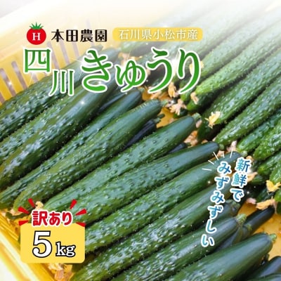 四川きゅうり 5kg (訳アリ) 野菜 ギフト