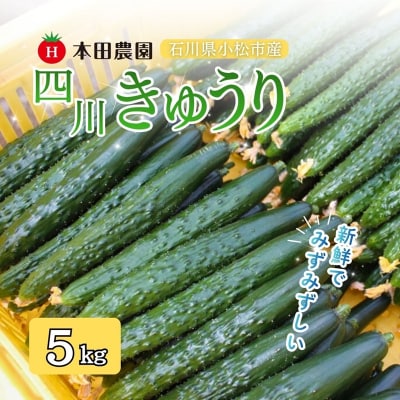 四川きゅうり 5kg 本田農園 野菜 ギフト