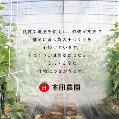 四川きゅうり 5kg 本田農園 野菜 ギフト