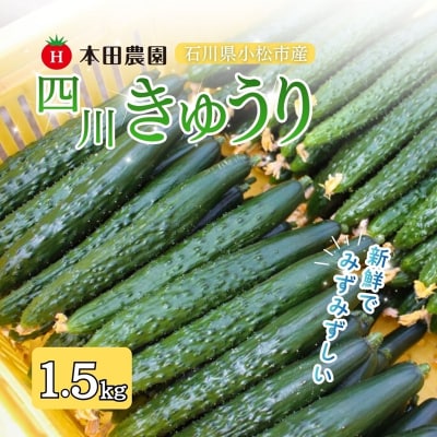 四川きゅうり 1.5kg 本田農園 野菜 ギフト