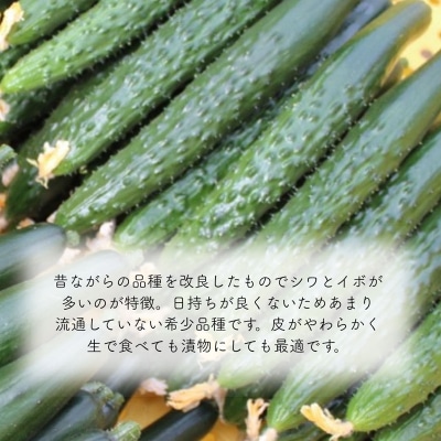 四川きゅうり 1.5kg 本田農園 野菜 ギフト