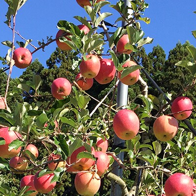 【先行予約】期間・数量限定【陽気な母さんの店】R8年産「秋田紅あかり」(3kg)