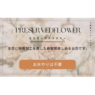 花 インテリア 飾り 《プリザーブドフラワー》 赤いバラ花束12本