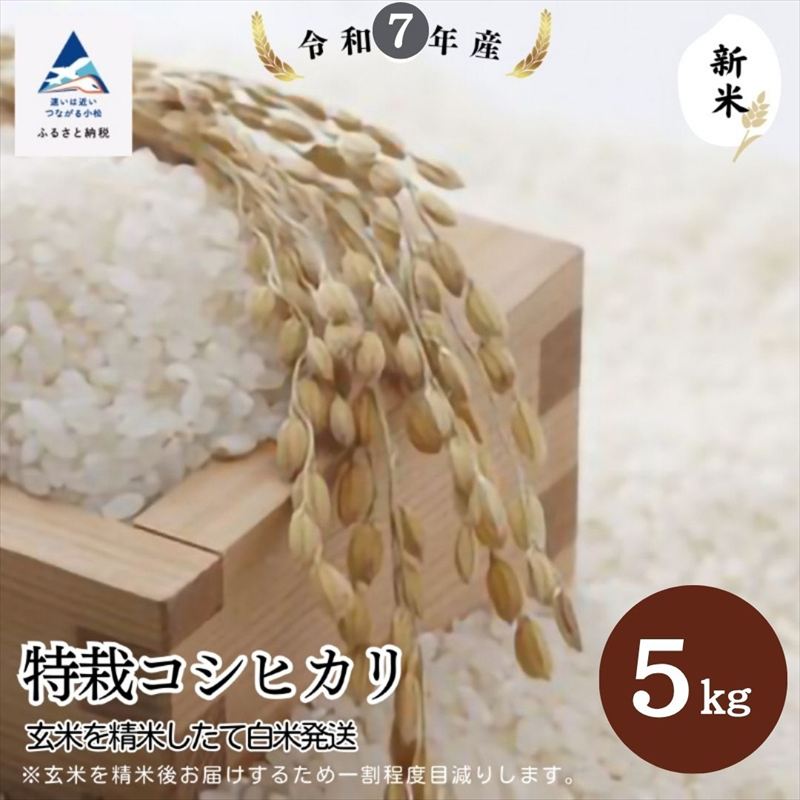 特栽コシヒカリ(玄米5kgを精米したて白米発送) 令和7年産 新米 こしひかり【のむら農産】