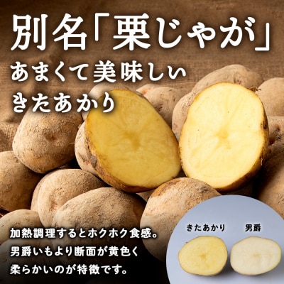 【先行受付 2026年9月より順次発送】北海道積丹町産 じゃがいも きたあかり5kg 栗じゃが