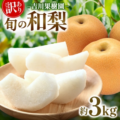 【先行予約(2026年発送分)】【訳あり】旬の和梨　約3kg【吉川果樹園】|梨 ナシ こだわりの梨 