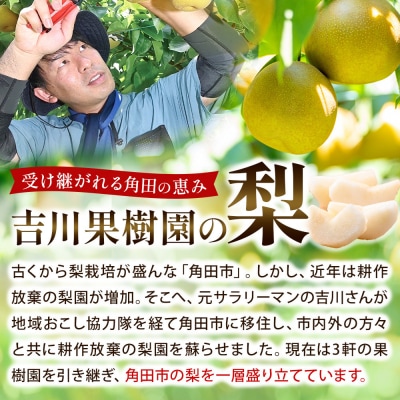 【先行予約(2026年発送分)】【訳あり】旬の和梨　約3kg【吉川果樹園】|梨 ナシ こだわりの梨 