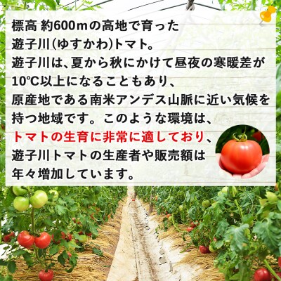 <標高600mの高地で栽培の遊子川産 桃太郎トマト 約3kg> 国産 とまと 野菜 3キ