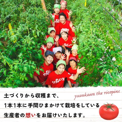 <標高600mの高地で栽培の遊子川産 桃太郎トマト 約3kg> 国産 とまと 野菜 3キ