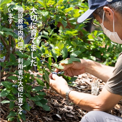 冷凍ブルーベリー(250g×4袋)【S-004】