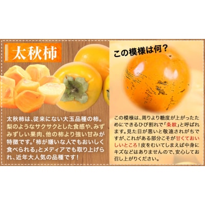 【先行予約】全4回 旬のフルーツ定期便 梨 みかん 柿 不知火 緑伸園《8月中旬-1月下旬頃出荷》