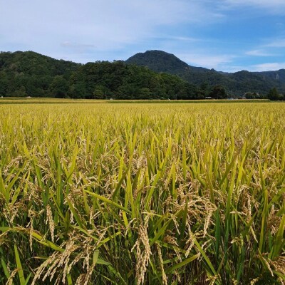 【令和7年産】(無洗米15kg)ホクレン北海道ななつぼし(5kg×3袋) SBTD122