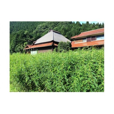 カワラケツメイ茶飲み比べセット E028