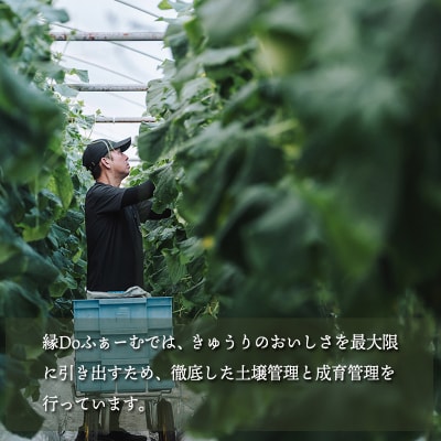 【先行受付10月収穫分】宮崎県高原町産きゅうり2kg(18～20本)TF0905