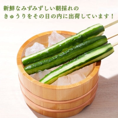 きゅうり 2kg (20本以上) きゅうり 野菜