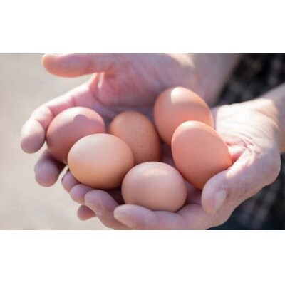 蔵王鶏園　朝採れ卵50個+自家製マヨネーズ+ドレッシングセット　【04301-0181】