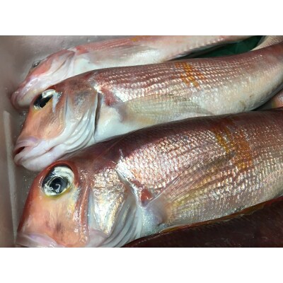 【チルドでお届け】朝干しひものセット10種以上!(a30-176)