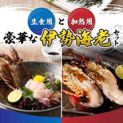伊勢海老 三昧セットB 刺身用+焼物用(a80-031)