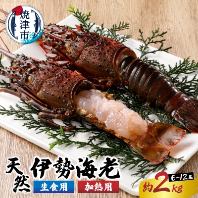 伊勢海老 三昧セットC 刺身用+焼物用(b100-035)