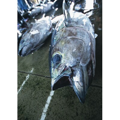 【定期便3回】訳あり南まぐろあれこれ1.5kg以上(b100-053)