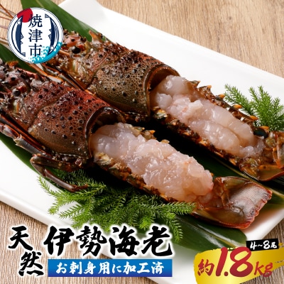 伊勢海老 お造りセットC 約1.8kg(お刺身用に加工済)(b100-073)
