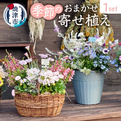 季節のおまかせ寄せ植え(a21-055)