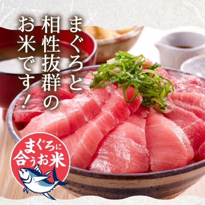 令和7年産 マグロによく合うお米 コシヒカリ 白米10kg(5kg×2袋)(a22-075)