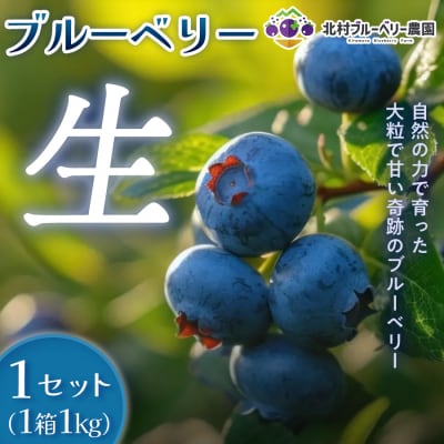 ブルーベリー(1kg) 箱入り 生 無農薬 化学肥料不使用摘みたて 冷蔵 大粒