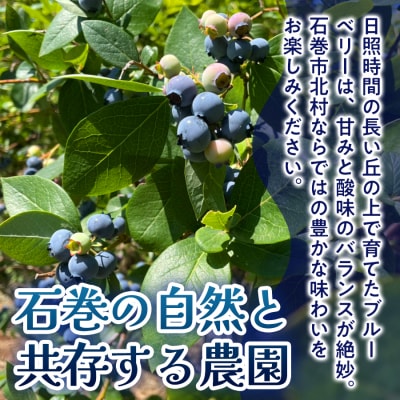 ブルーベリー(1kg) 箱入り 生 無農薬 化学肥料不使用摘みたて 冷蔵 大粒