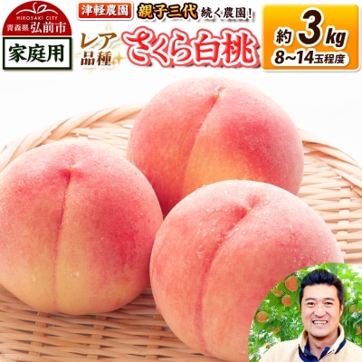 桃 約3kg【2026年産 レア品種 さくら白桃】家庭用|24_tgn-030301