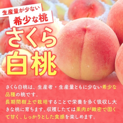 桃 約3kg【2026年産 レア品種 さくら白桃】家庭用|24_tgn-030301