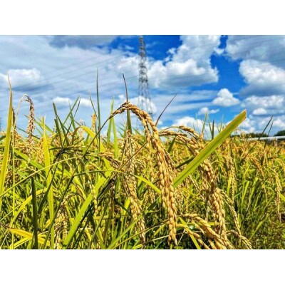 【令和4年産米】有機栽培米 地球の気『ミルキークイーン』白米3kg