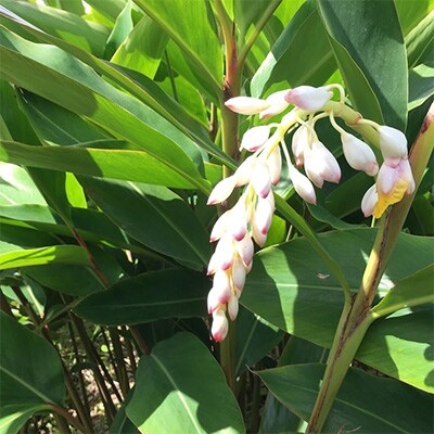 美味しい実入り月桃茶31個入り×2セット