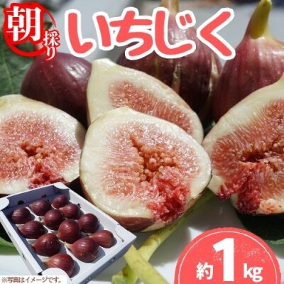 【8月朝採り出荷】高知県産 いちじく 約1kg 116022　