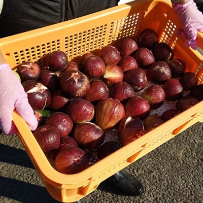 【8月朝採り出荷】高知県産 いちじく 約1kg 116022　