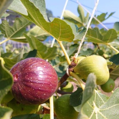 【8月朝採り出荷】高知県産 いちじく 約1kg 116022　