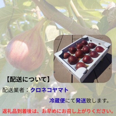 【8月朝採り出荷】高知県産 いちじく 約1kg 116022　