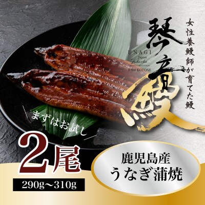 国産 うなぎの蒲焼き(鹿児島県産) 2尾 (290～310g) 