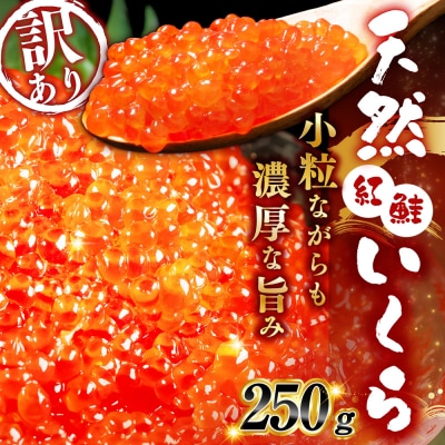 新物 天然紅鮭いくら醤油漬け 250g 【2026年11月以降順次発送】
