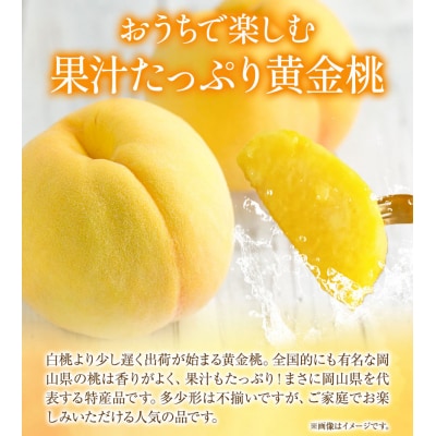 【2027年発送先行予約】ご家庭用 黄金桃 桃 おかやまの黄金桃1.3kg　5〜6玉