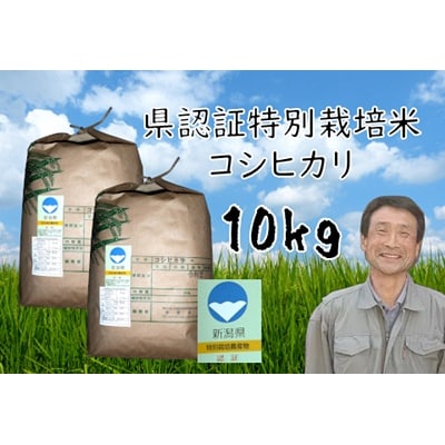 【令和8年産新米先行受付】新潟県認証 特別栽培米 コシヒカリ 10kg